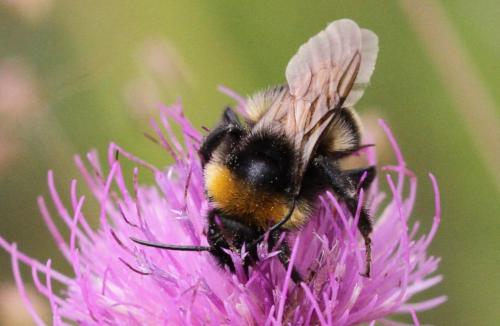 Bombus vestalis